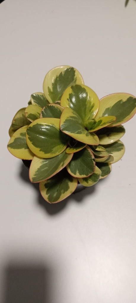 Peperomia cisus geranium trzykrotka