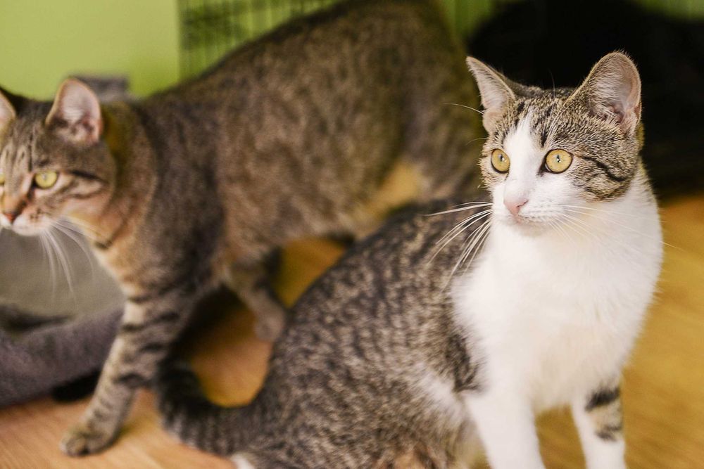 młoda kotka Arielka - preferowana adopcja w dwupaku z Jolie