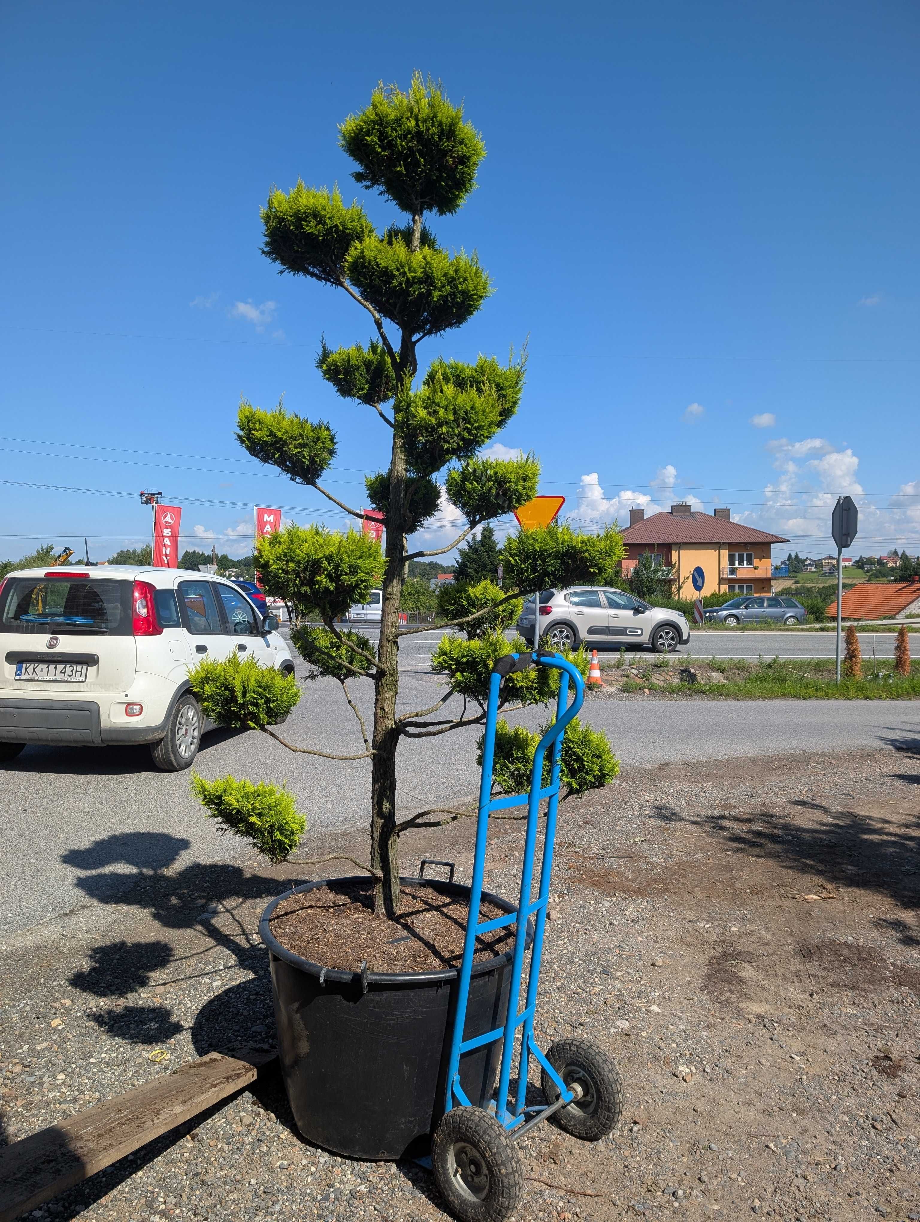 Bonsai -cyprysik 2, 5 m wysokości