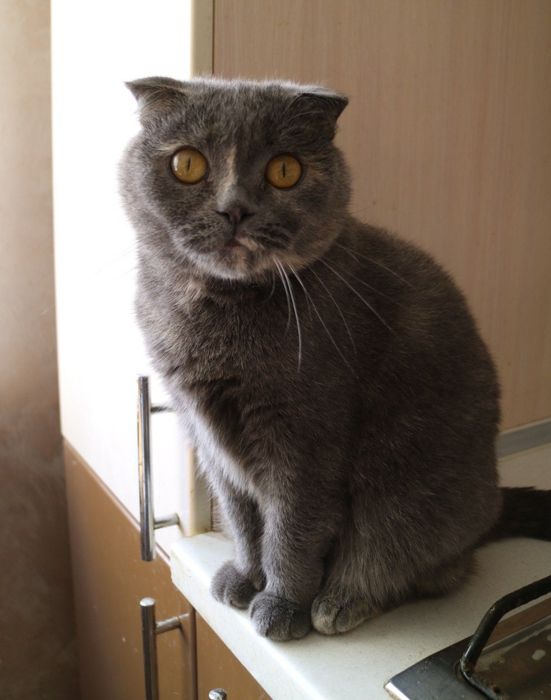 Вислоуха ніжна ручна кішка шукає родину