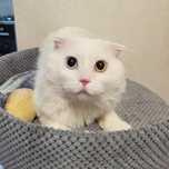 Кот, около года, очень нужен дом