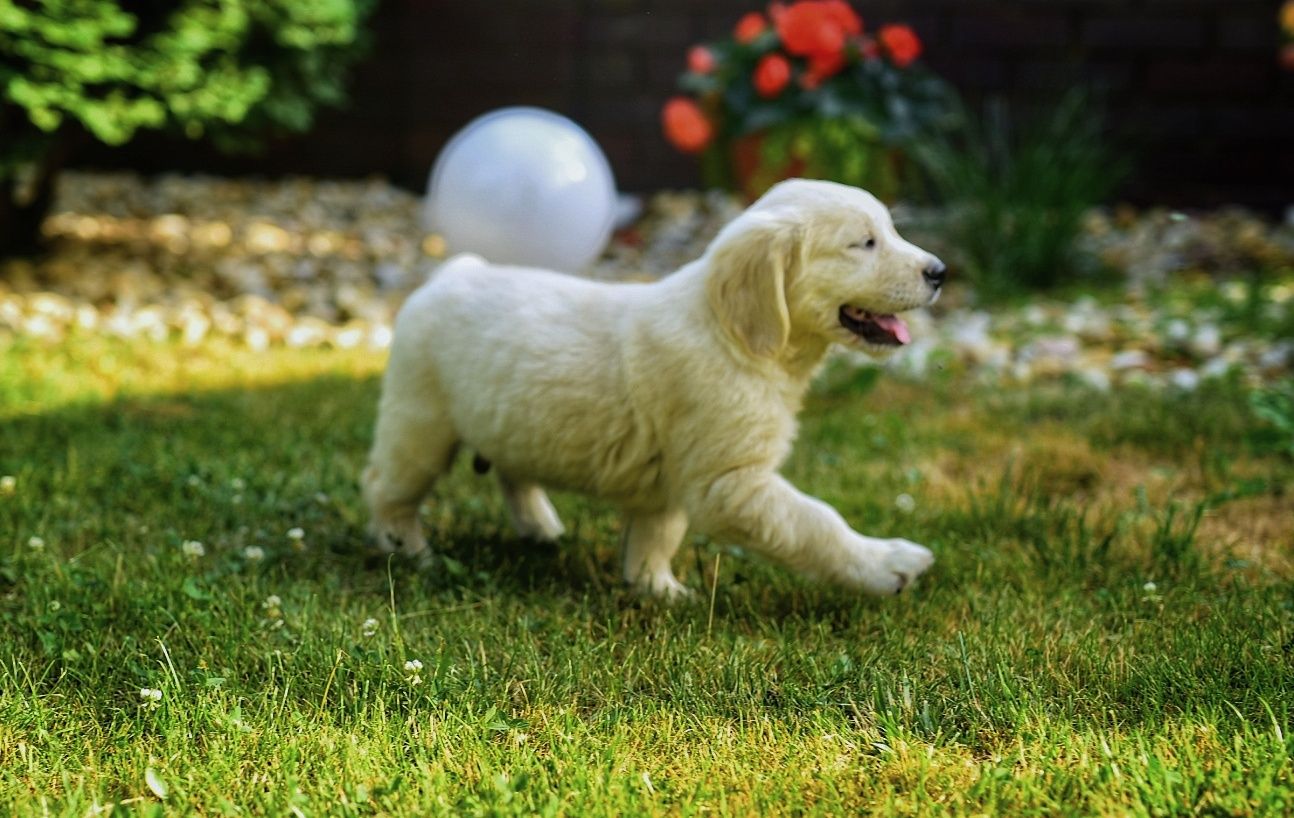Golden retriever szczenięta ZKwP FCI