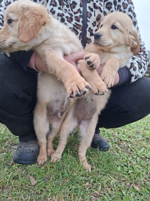 Golden Retriever piesek