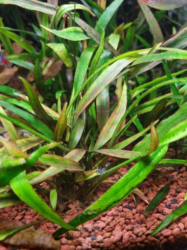 Cryptocoryne lucens