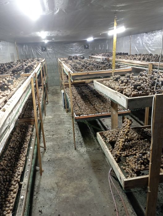 Маточне стадо равлика.Мальок равлика Muller.