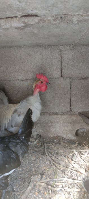 Garnizos  juvenis machos