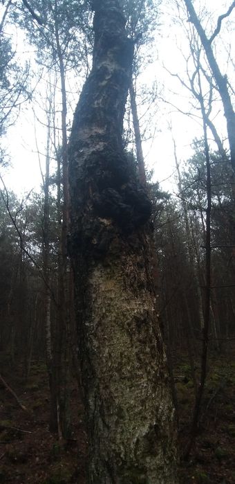 Чага-Чайний гриб