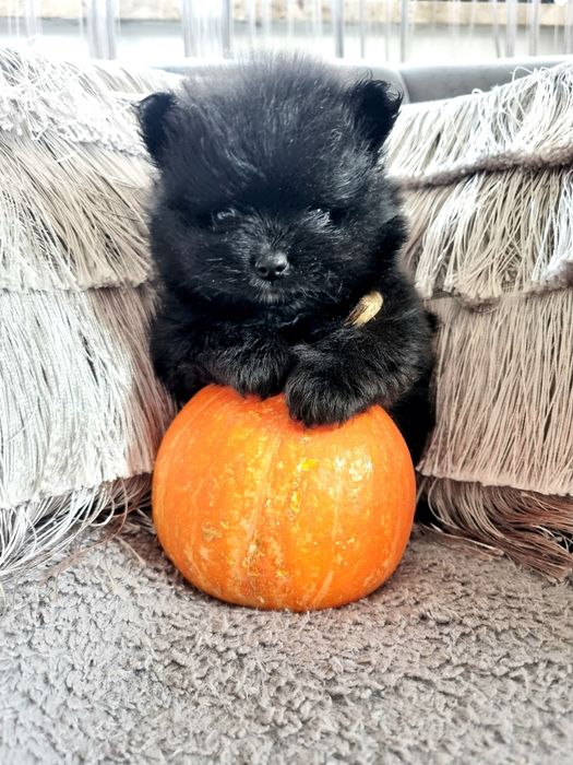 Typ Misia Pomeranian BLACK szpic miniaturowy. Typ misia gęste umaszcze