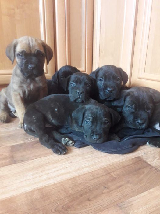 Cane Corso Italiano