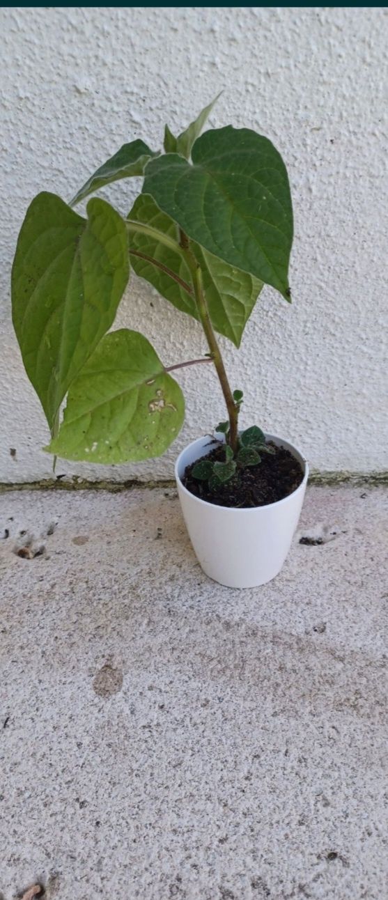 Planta Physalis dá frutos