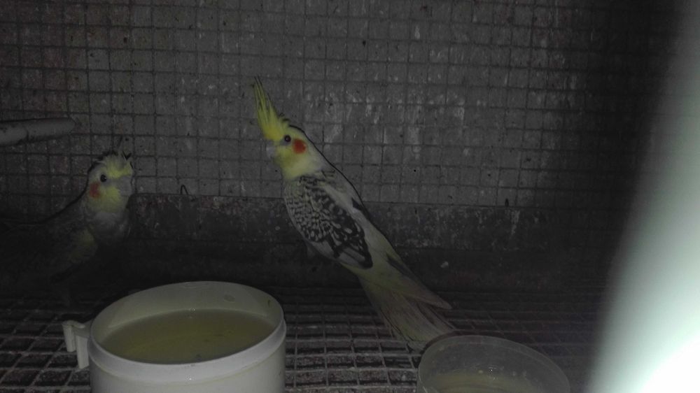 Vendo caturras  cinzentas