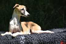 Chart angielski whippet - pies FCI/ZKwP