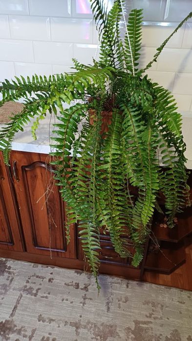 Папоротник диаметр 27 см