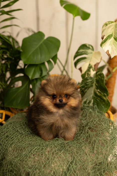 Pomeranian FCI szczeniaki