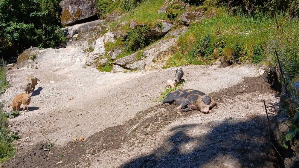 Tenho porco com cerca de 200kg para venda