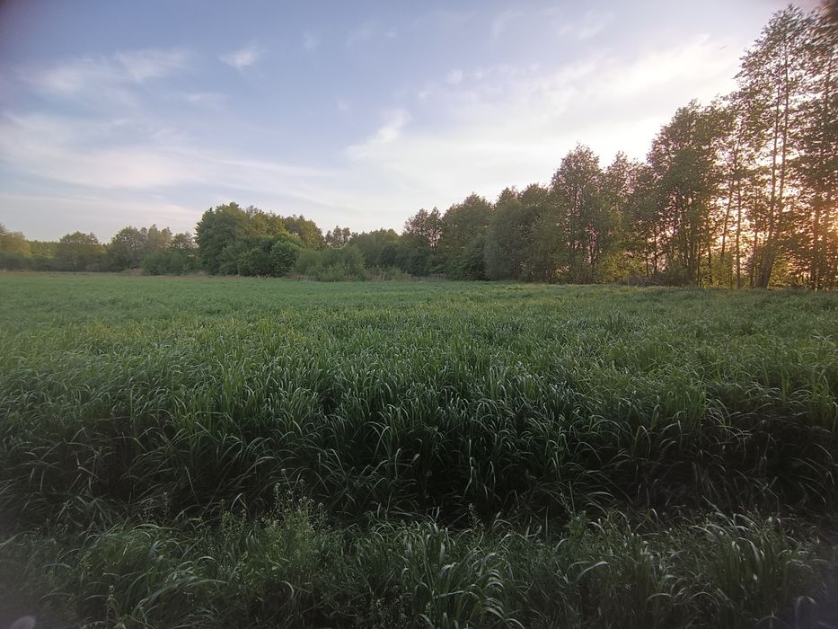 Siano bele okragle mocno zbite z ładnych łąk prasowane prasą pąsowa