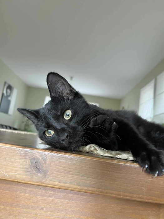 Kot kocurek adopcja schronisko wesoły przytulas