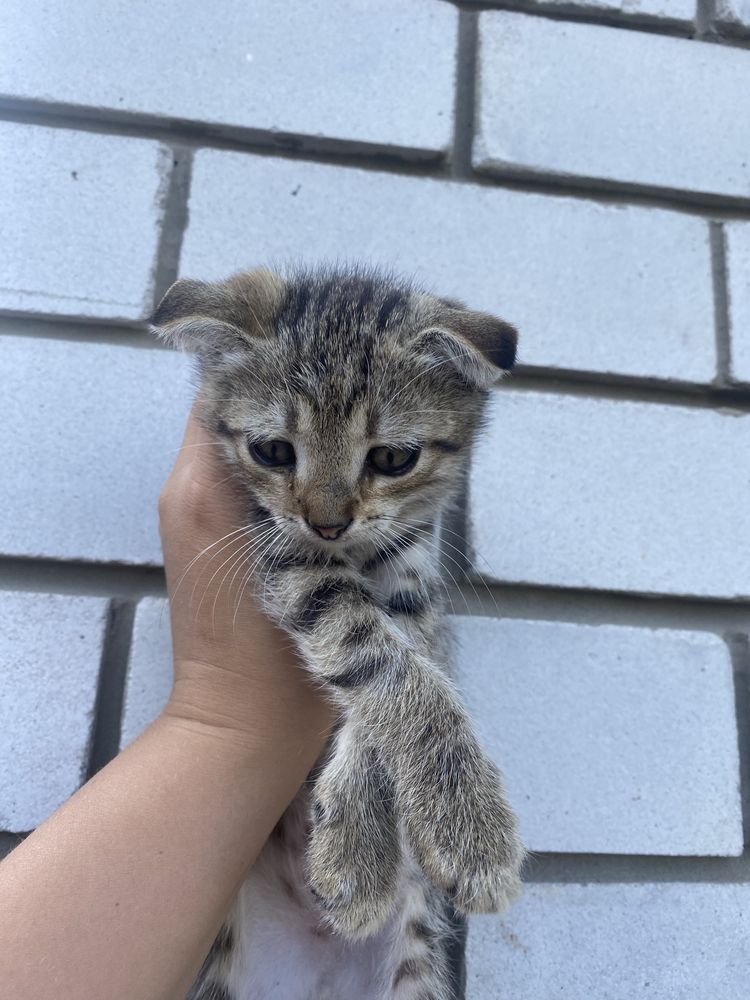 Продам висловухе кошенятко