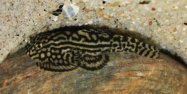 Przylga siatkowana - Sewellia lineolata