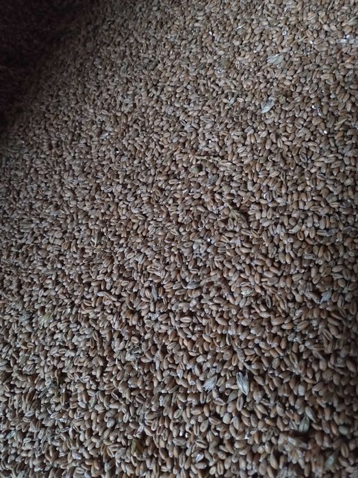 Sprzedam pszenicę paszową zimową