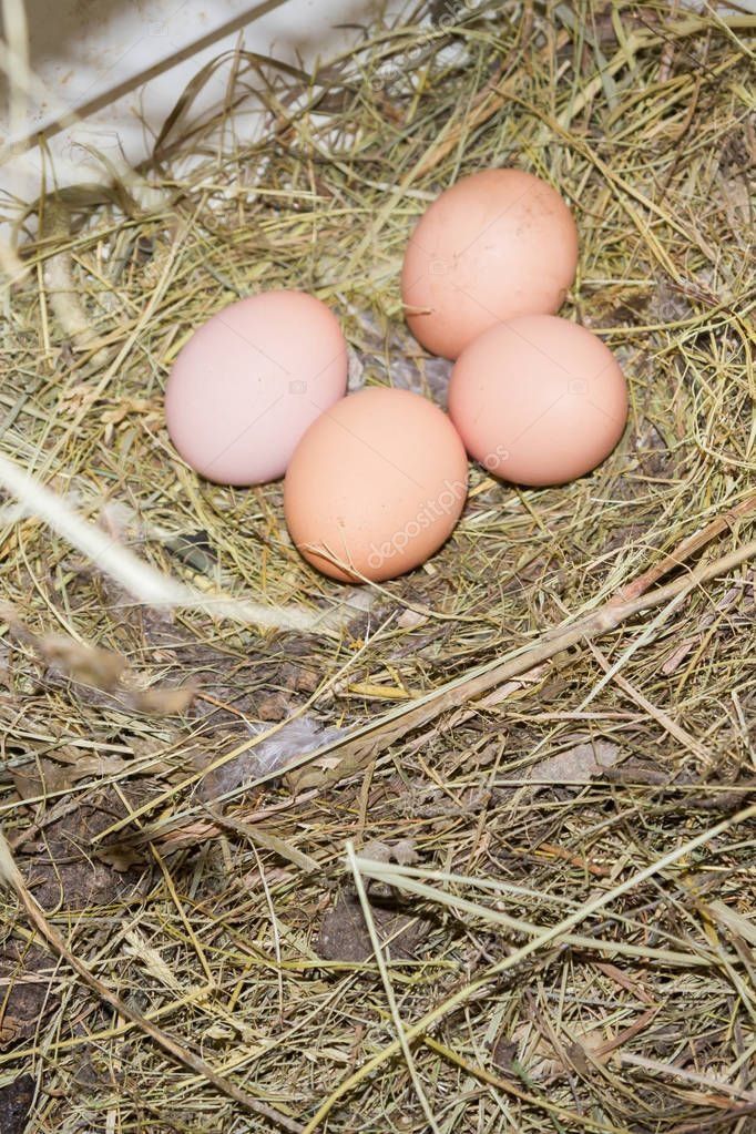 Домашние куриные  яйца