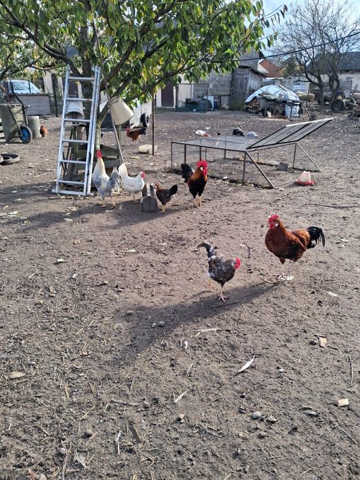 Perliczki tegoroczne i koguty włoszki