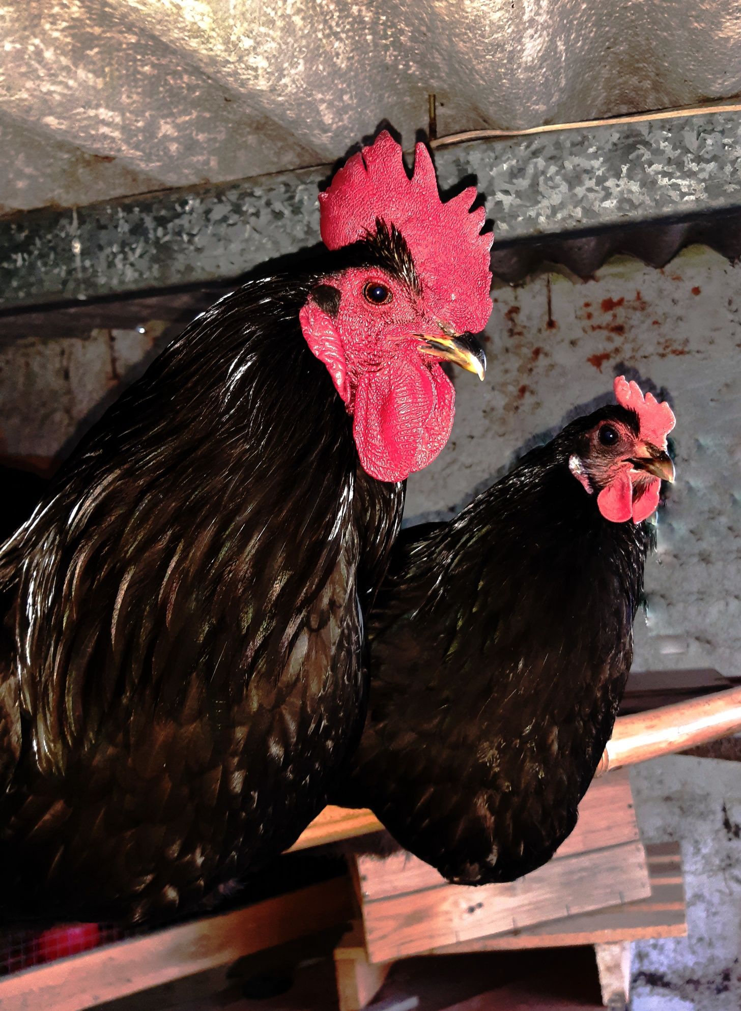 Vendo ovos férteis e pintos de Australorp negra