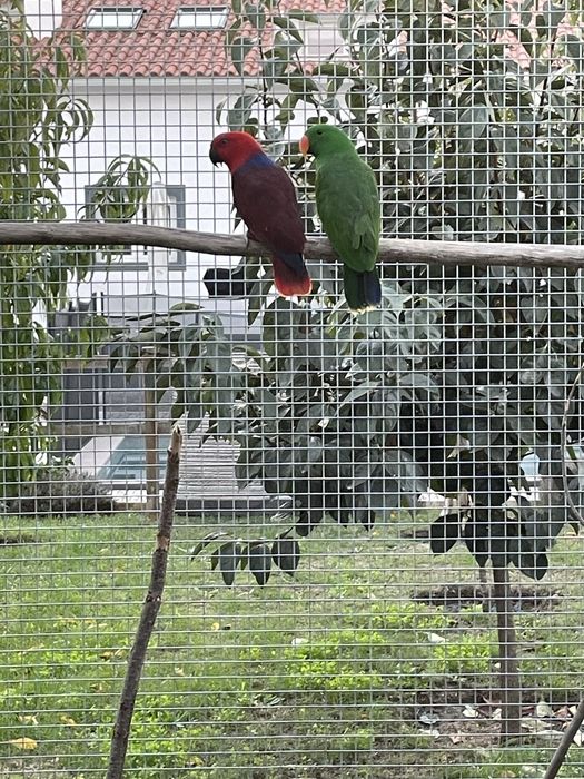 Casal de Papagaios Ecletus 2022