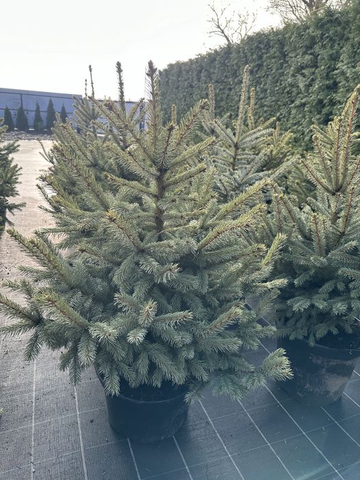 Ялинка, ялинка новорічна , ялинка Кейбаб, жива ялинка, йолка