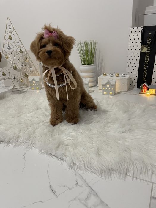 Помапу — Ідеальні спутниці з мякою шерстю та відкритим серцем