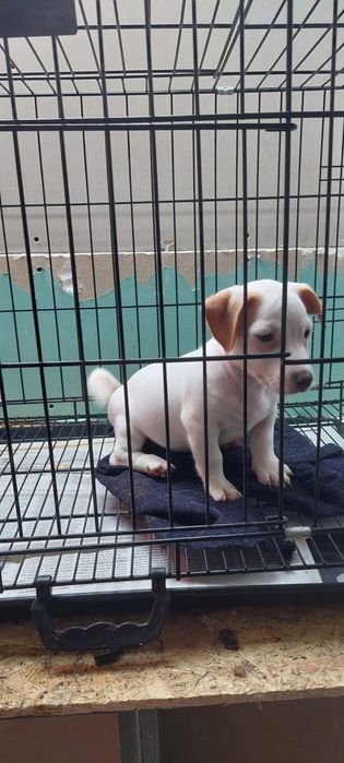 Menina jack russel terrier so hoje