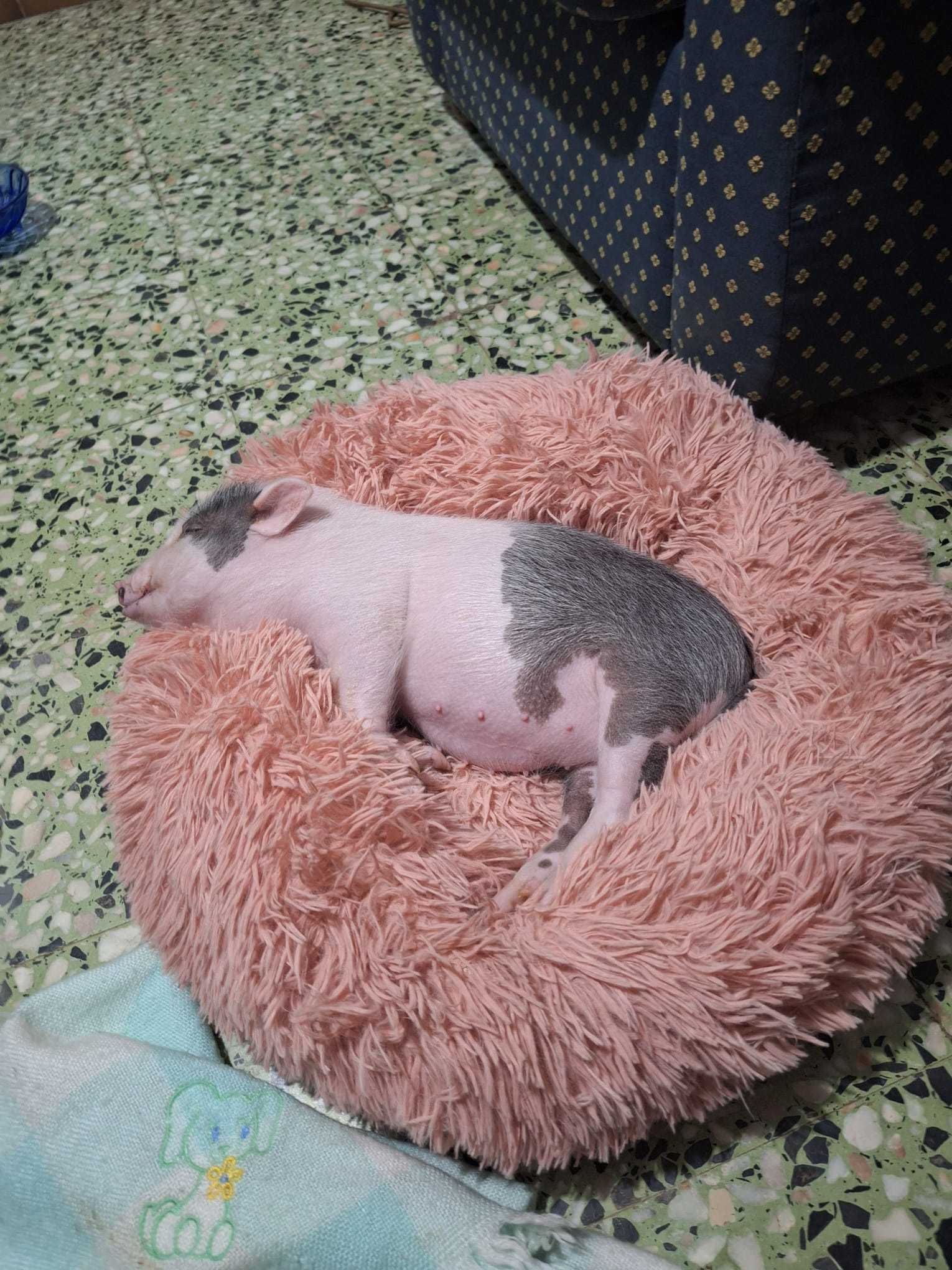 Vendo Mini pig amestrado