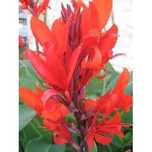 canna paciorecznik bulwy - kwiat drobny, czerwony