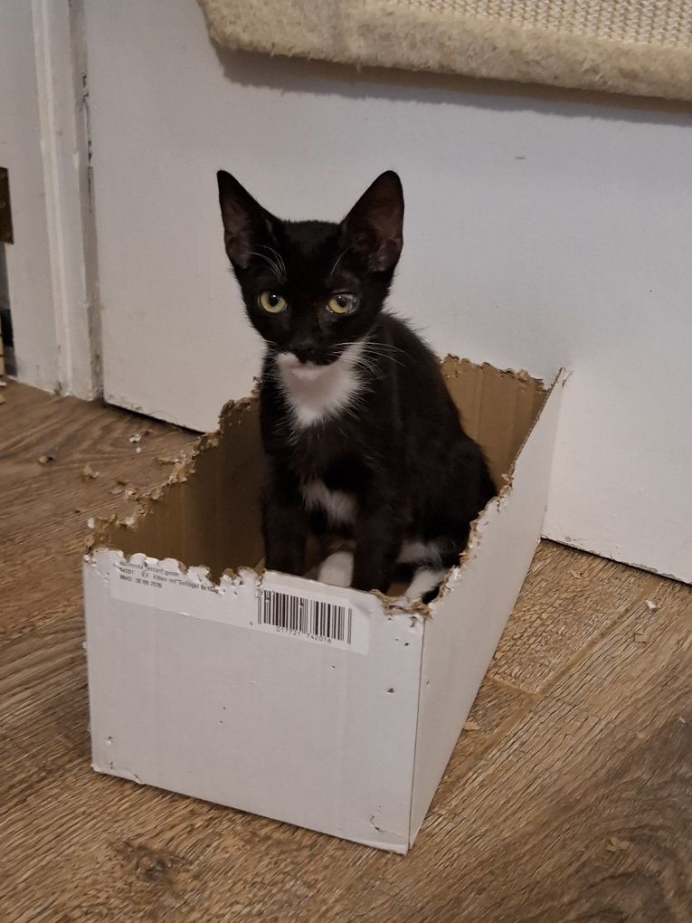 Pani Rożek i  Ringo Ringówna do adopcji