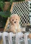 Maltipoo dziewczynka