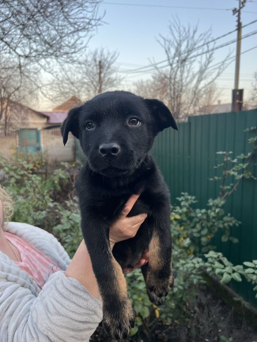 Віддаємо щенят хлопчиків