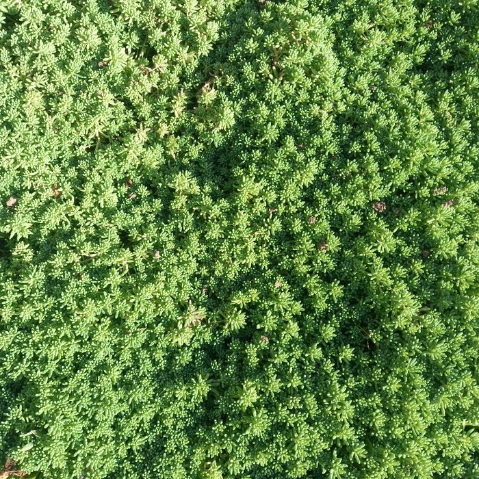 Седум  продажа грунтопокривна