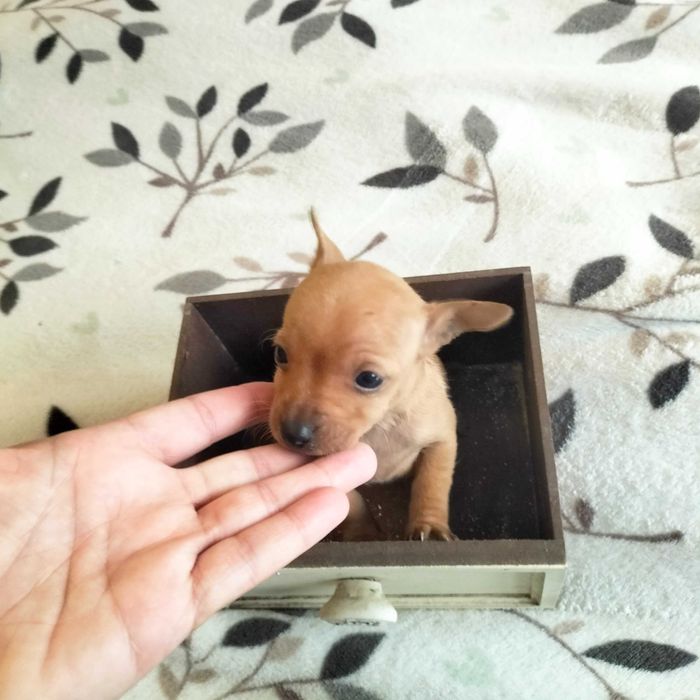 Pisncher fêmea mini