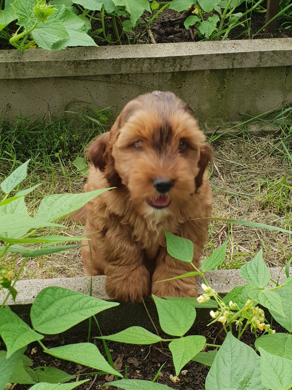 Cockapoo. Chłopczyk Kaspar. Hybryda. Cocker Spaniel Angielski/ pudel m