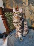 Cudowny Kocur Klasyk klasycznie pręgowany Maine Coon TICA Sony