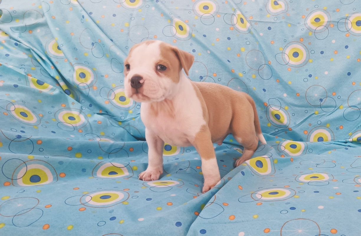 American pitbull macho
