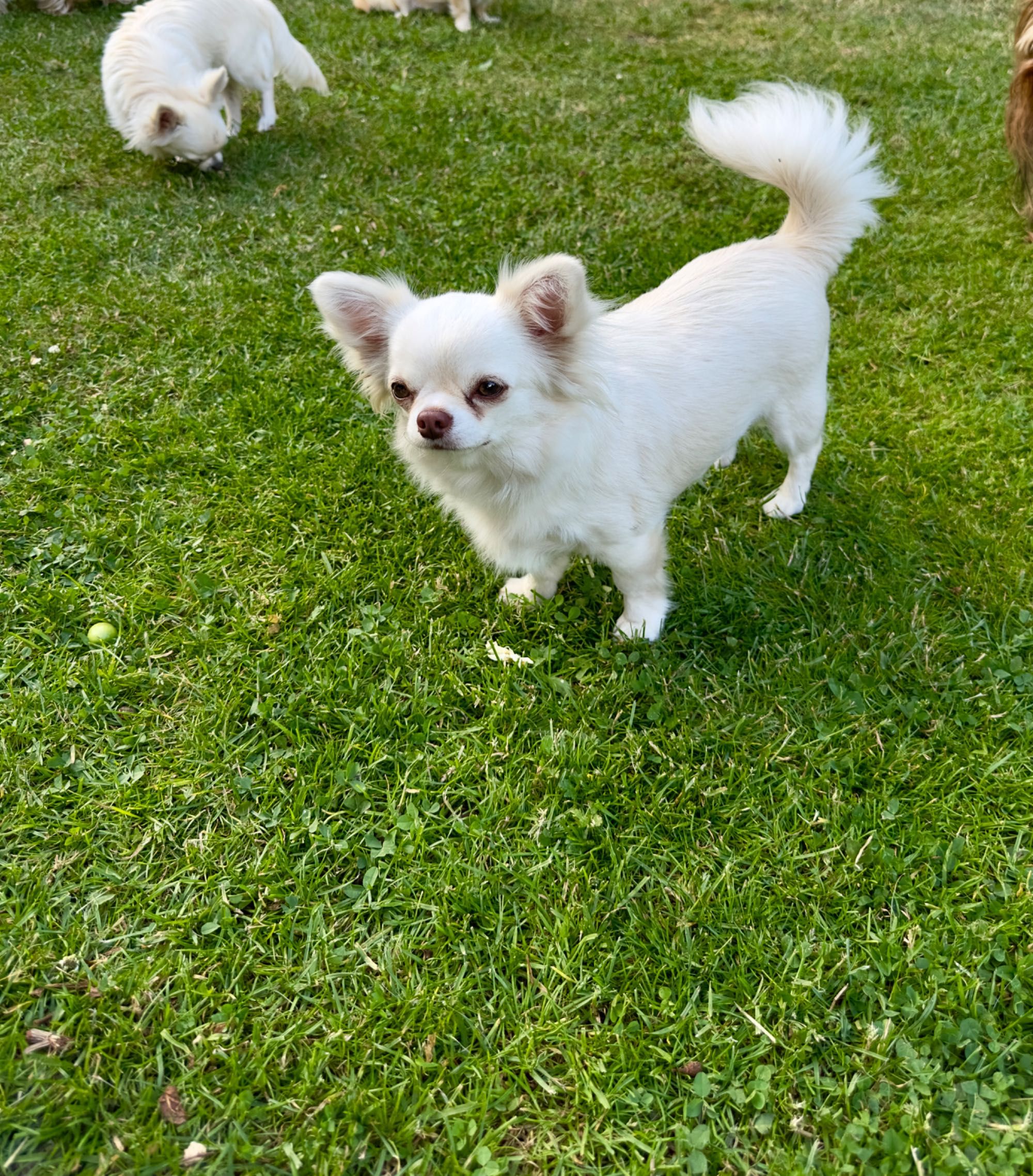 Suczka chihuahua długowłosy FCI