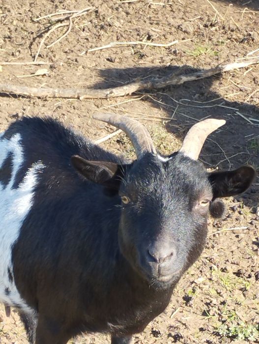Vendo cabra anã adulta