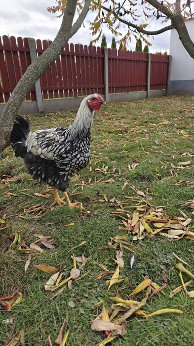 Wyandotte Srebrnołuskowana kogut