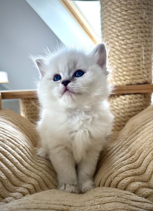Kotka Ragdoll po European Championie