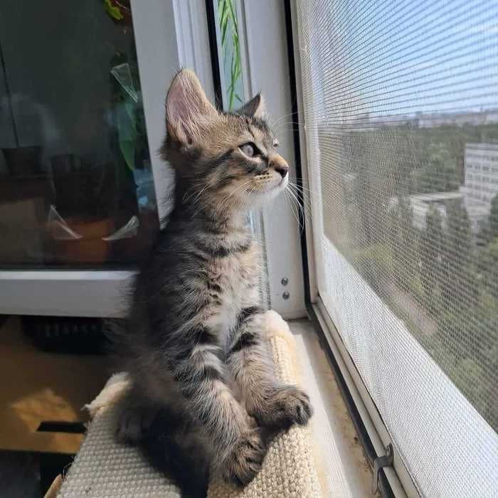 Сибирские котята ищут хозяина для счастливой совместной жизни )