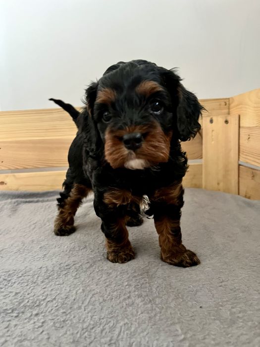 Sunia cavapoo do rezerwacji