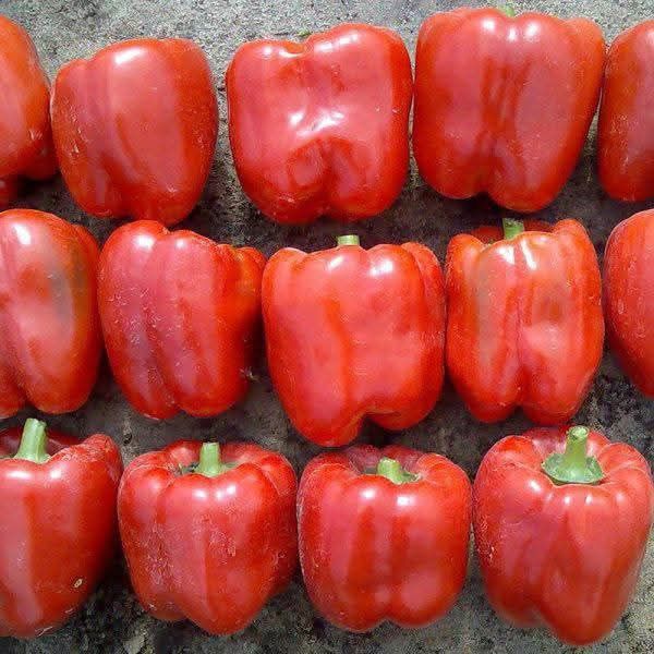 Насіння помідорів та перцю на вагу