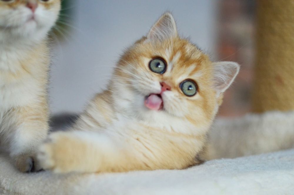 Kotka złota szynszylowa, rodowód FPL, możliwa opcja do hodowli