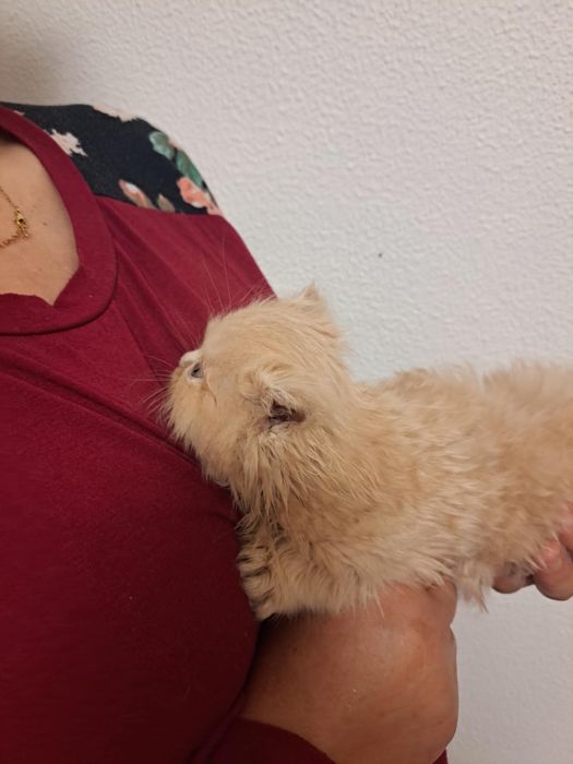 Gatinho persa lindo amarlinho